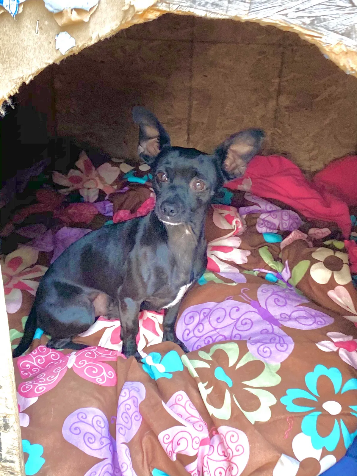Lost dog in Sacramento, CA, 95824
