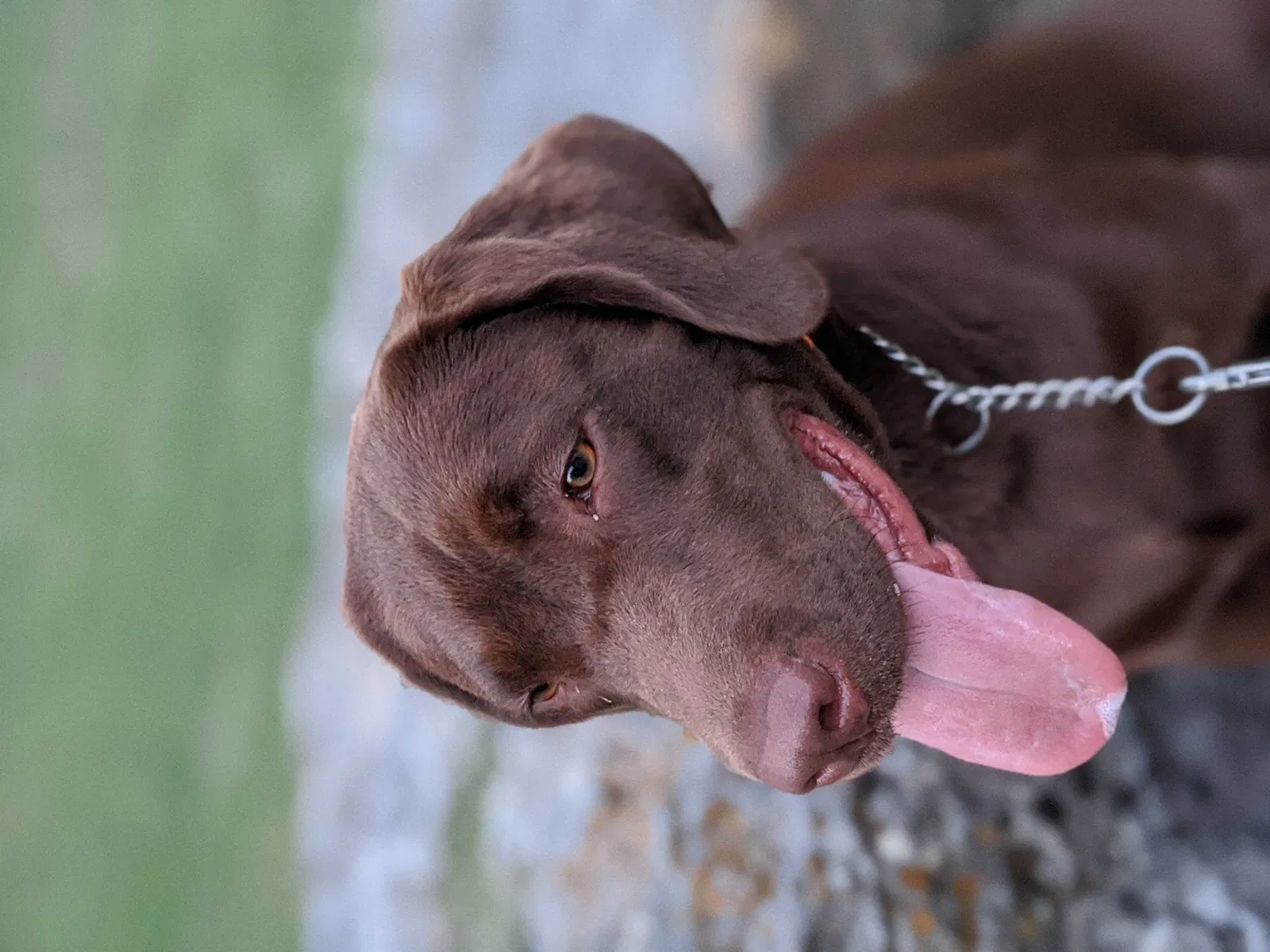 Lost dog in Austin, TX, 78750