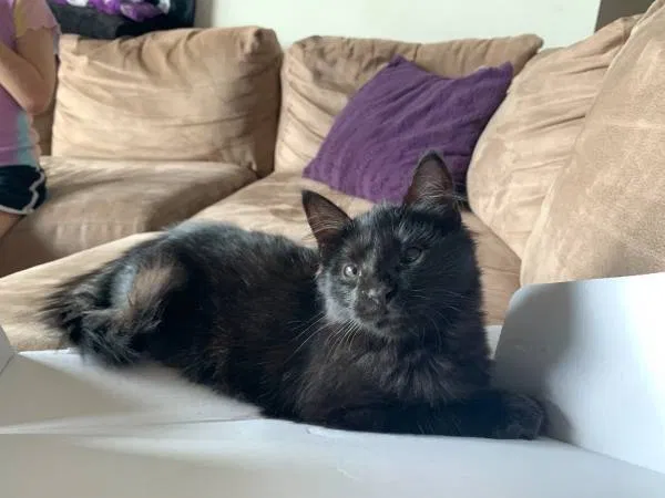 Lost cat in Portsmouth, VA, 23704