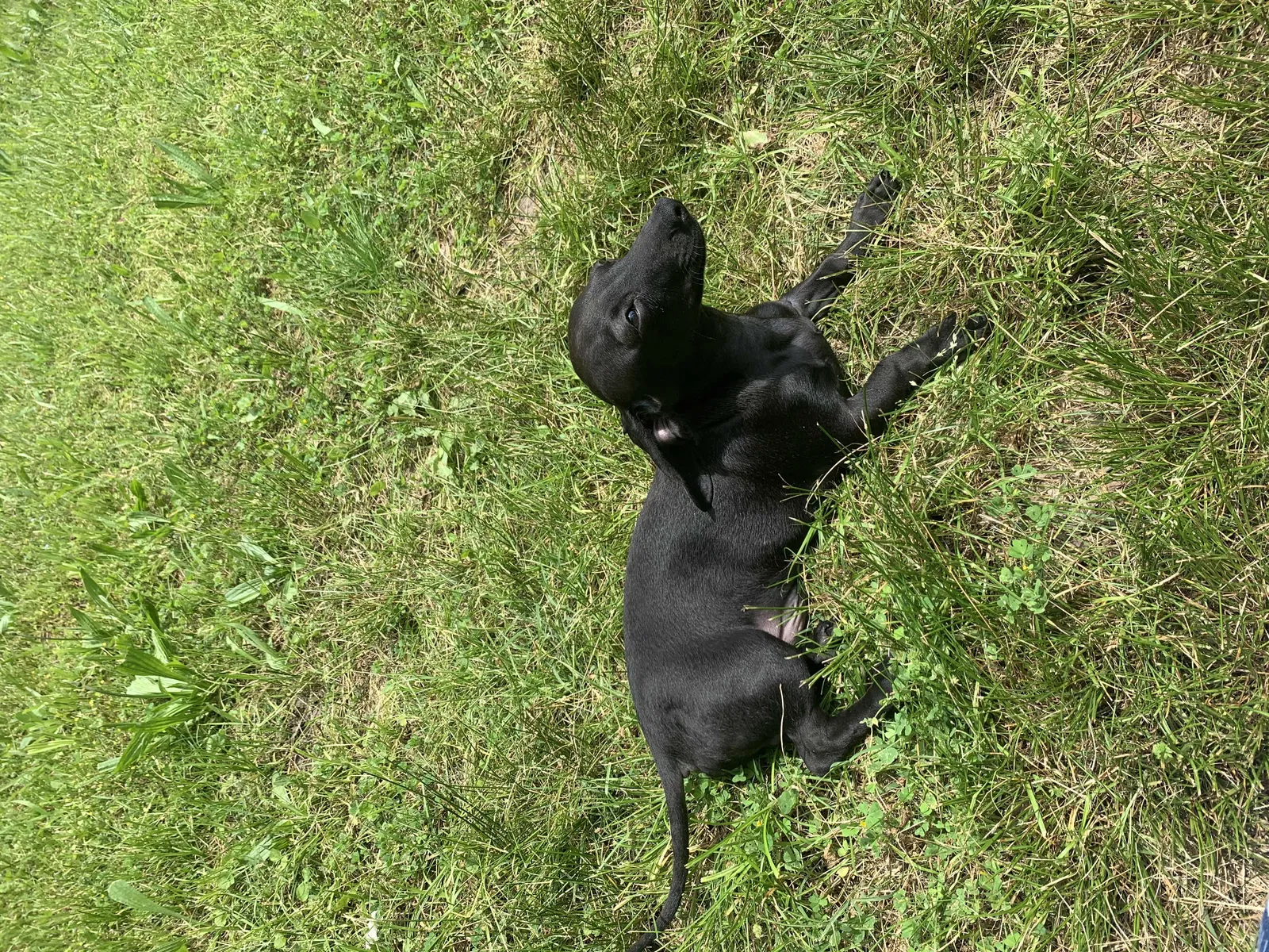 Lost dog in Little Rock, AR, 72204