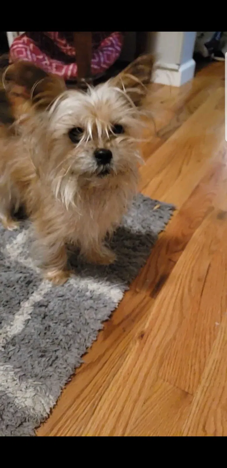Lost dog in East Orange, NJ, 7018