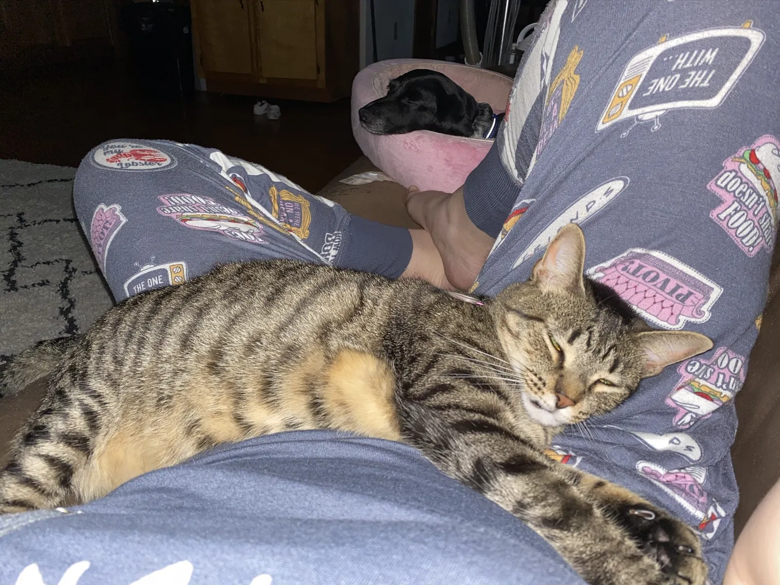 Lost cat in Virginia Beach, VA, 23455