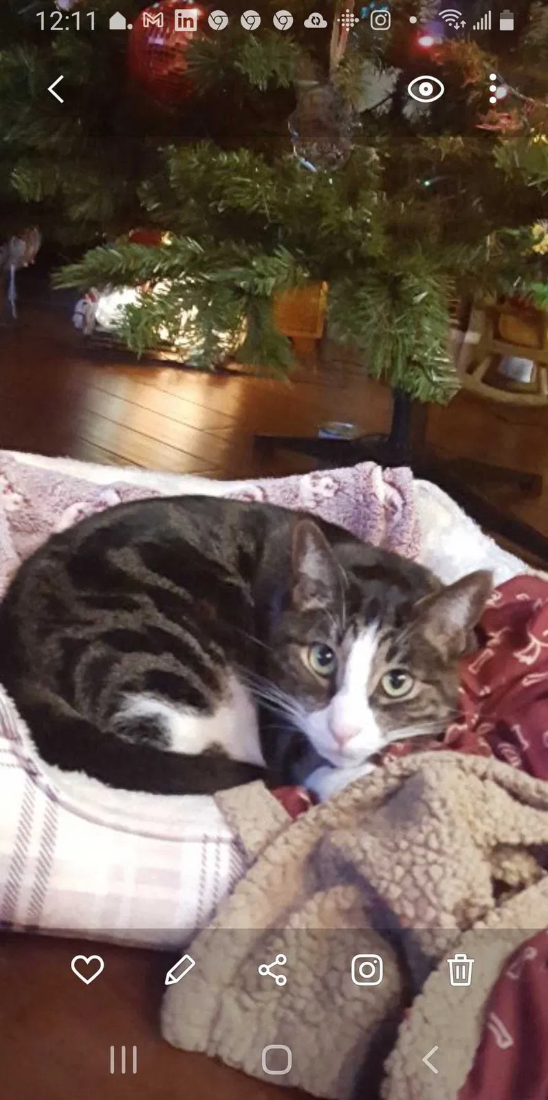 Lost cat in Modesto, CA, 95356