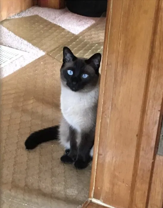 Lost cat in Chicago, IL, 60647