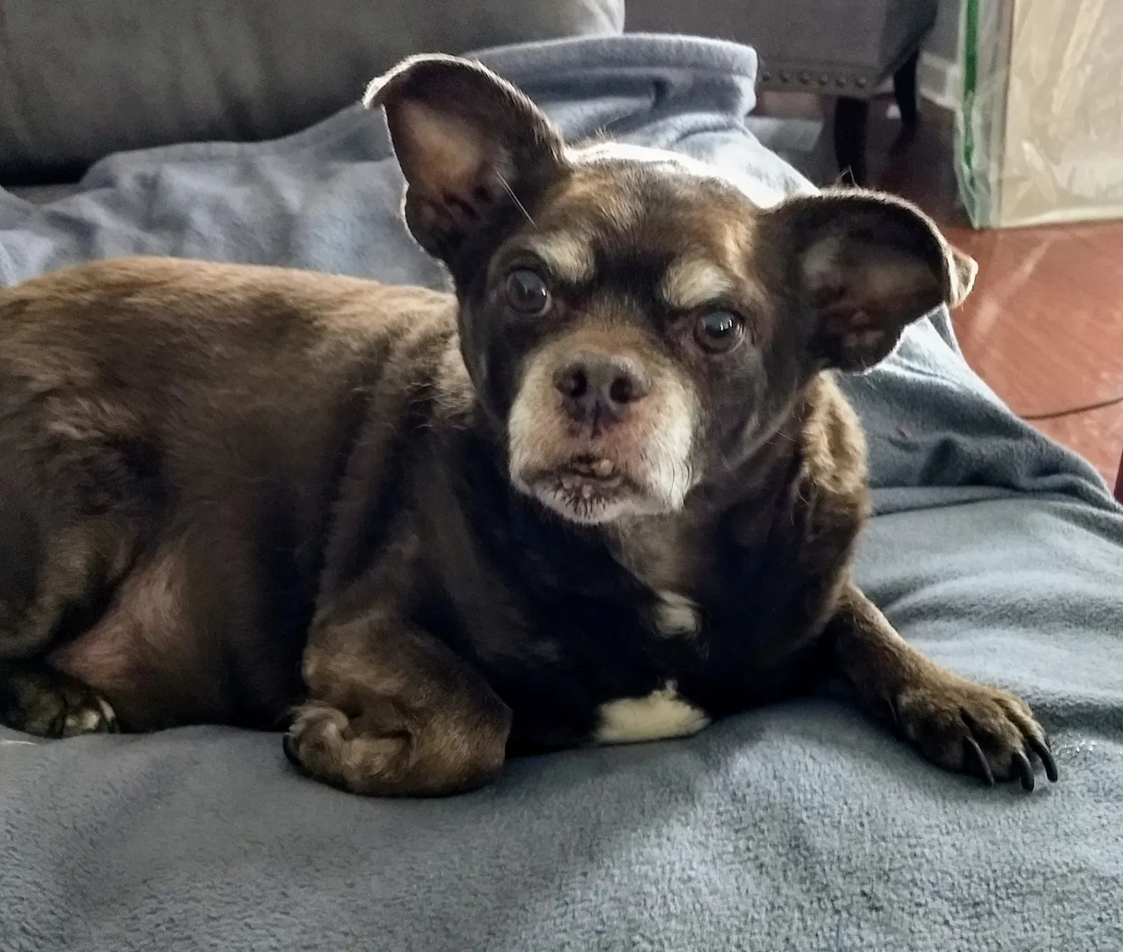 Lost dog in Sanford, MI, 48657