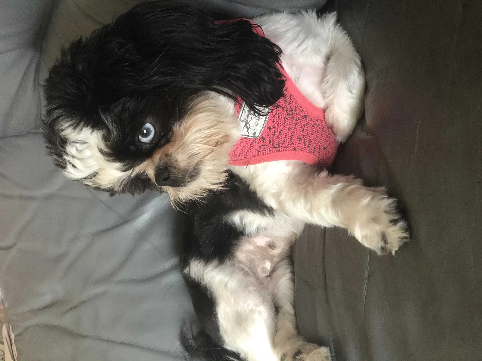 Lost dog in Kissimmee, FL, 34743