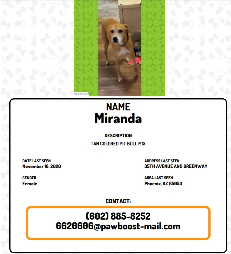 Lost dog in Phoenix, AZ, 85053