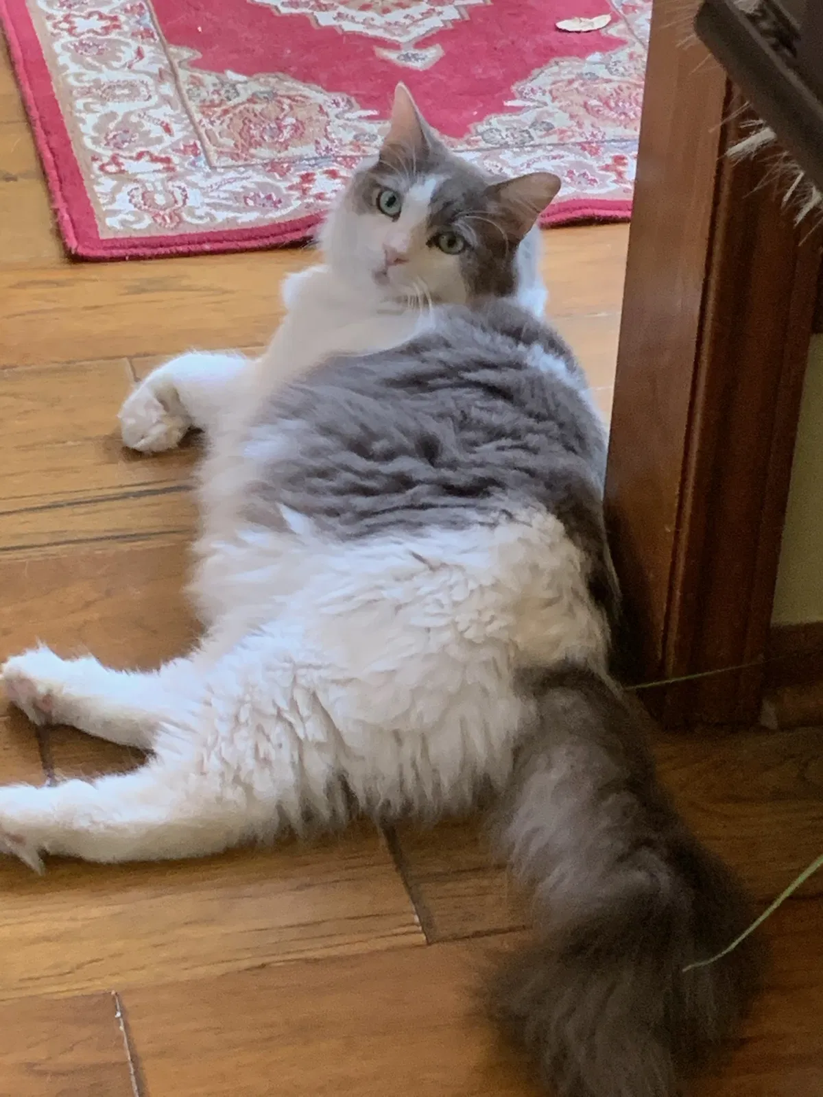 Lost cat in San Antonio, TX, 78249