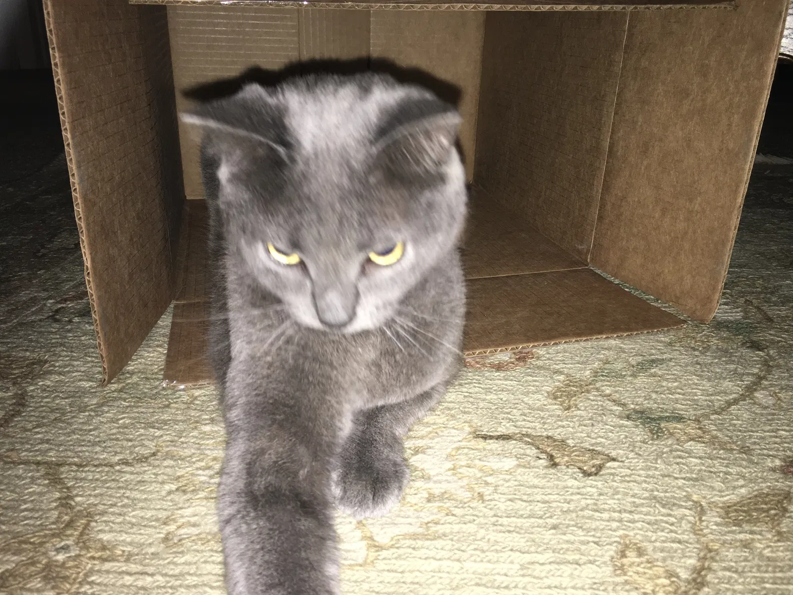 Lost cat in Middleburg, FL, 32068