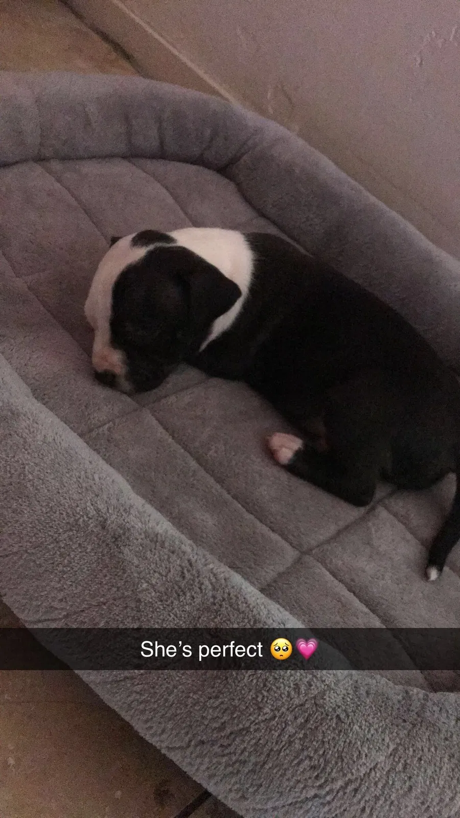 Lost dog in Fresno, CA, 93701