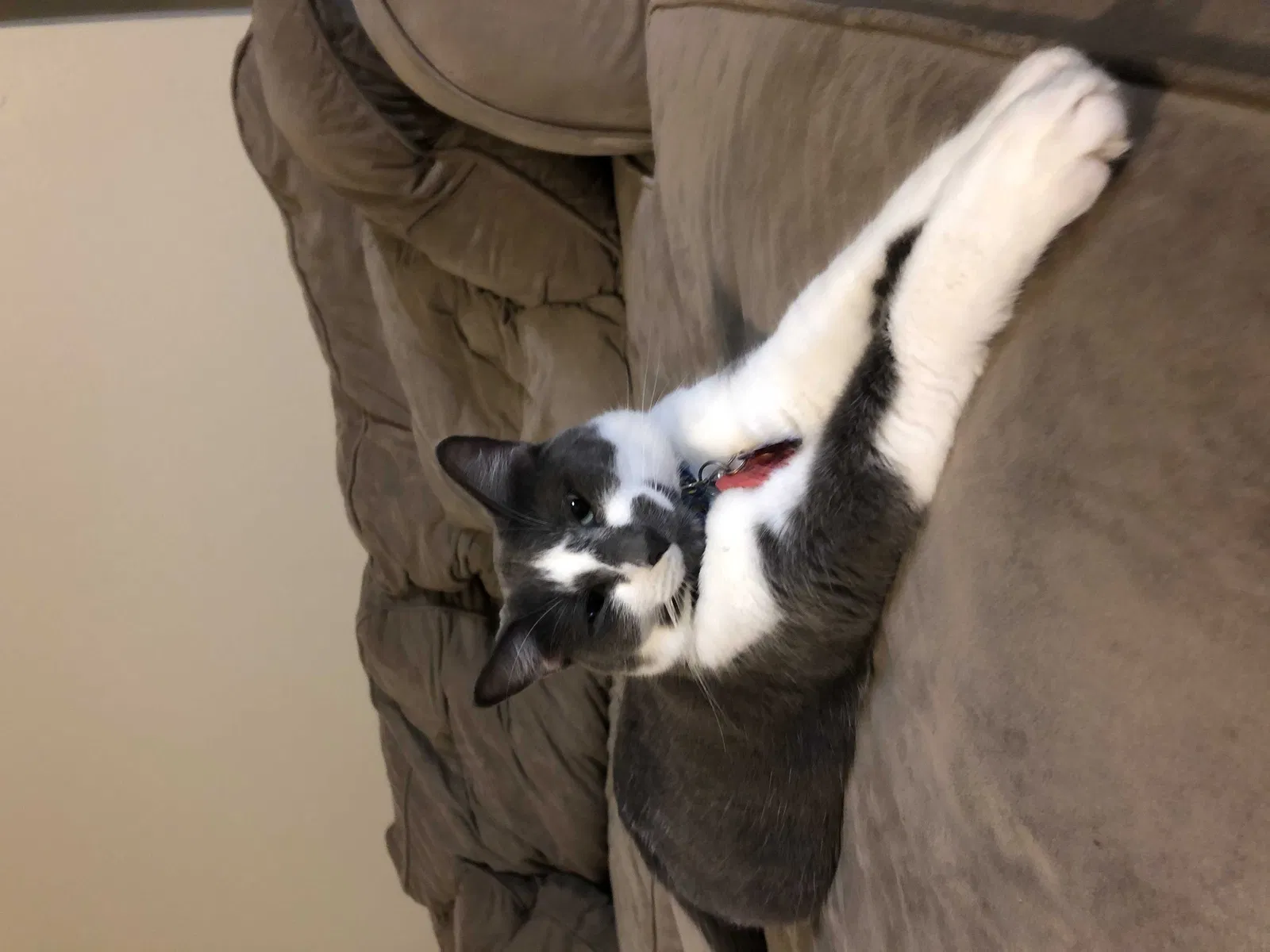 Lost cat in Orlando, FL, 32828
