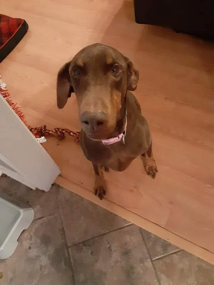 Lost dog in Brooksville, FL, 34604
