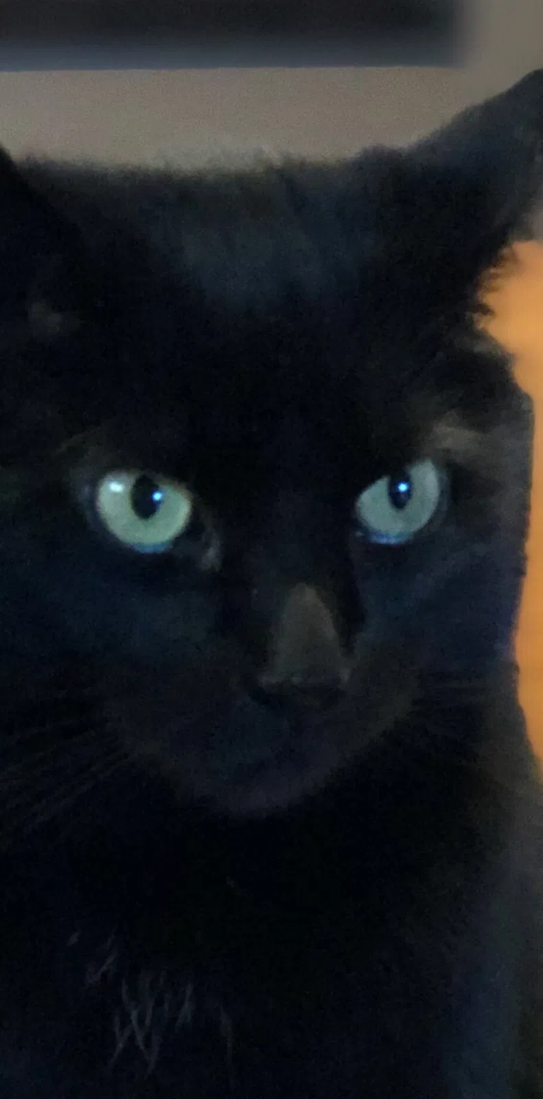 Lost cat in Tucson, AZ, 85715