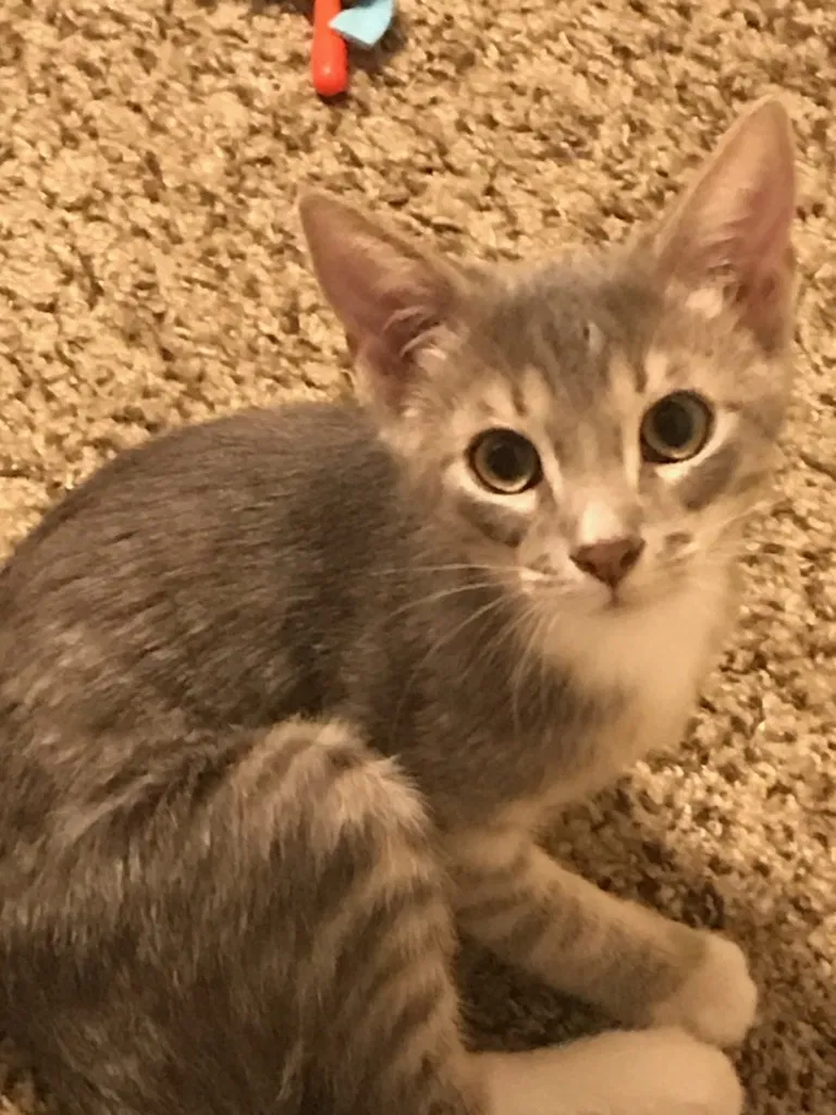 Lost cat in Reno, NV, 89509