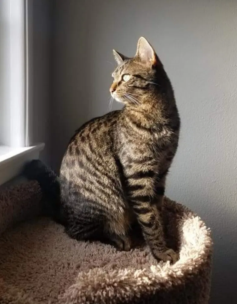 Lost cat in Beloit, WI, 53511