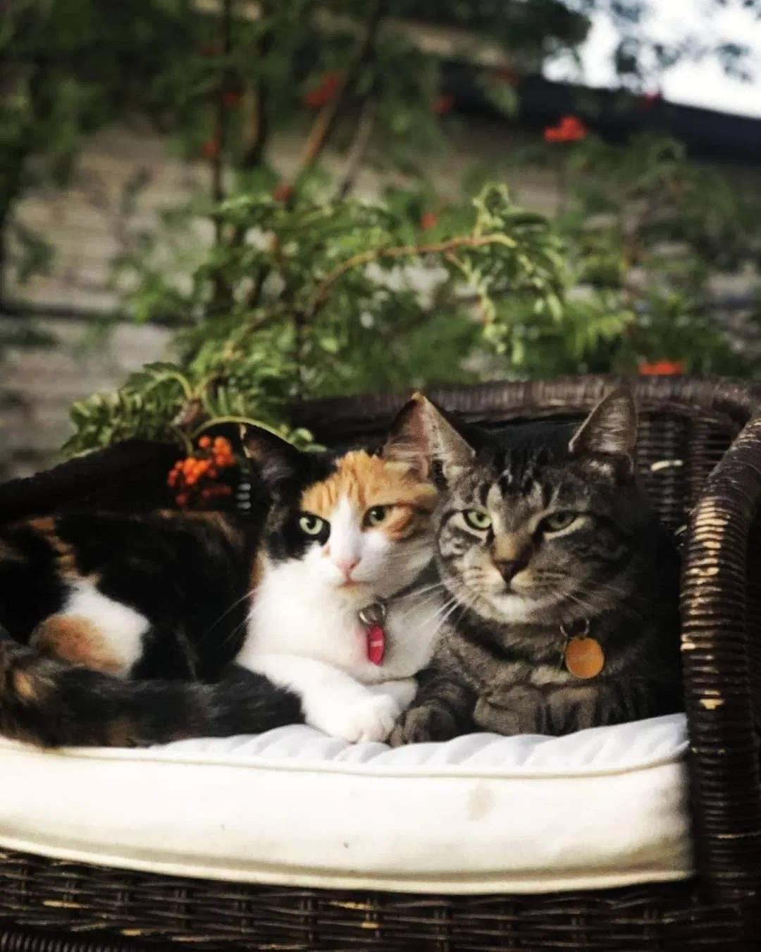 Lost cat in Laurel, MT, 59044