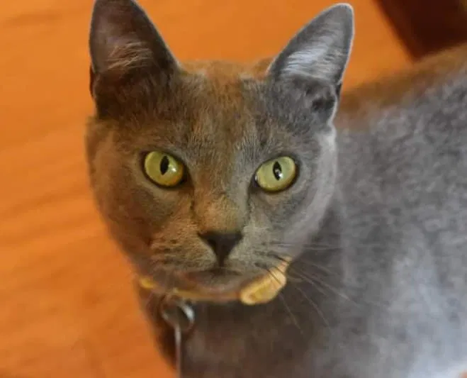 Lost cat in Burlington, NC, 27215