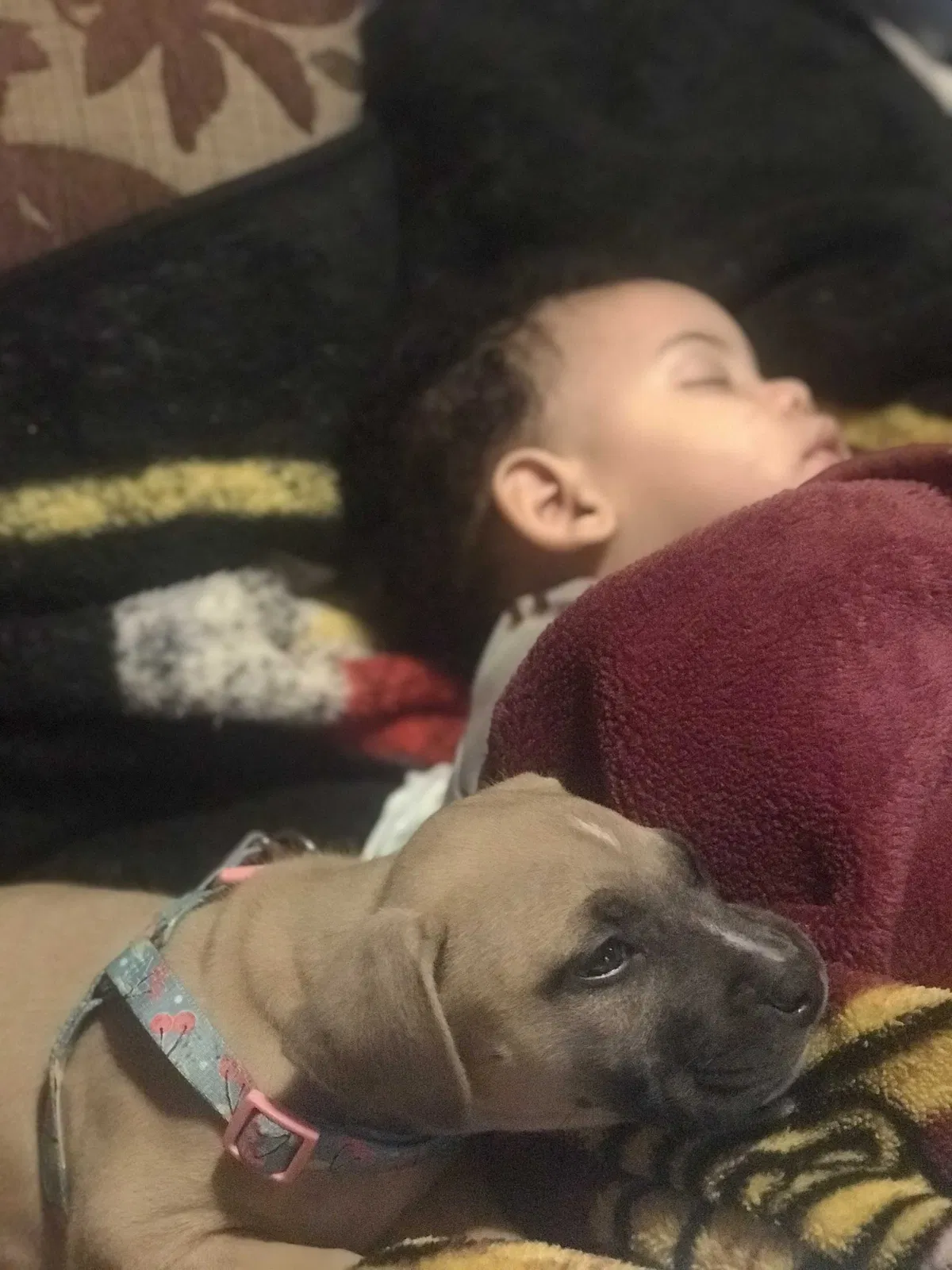 Lost dog in Hagerstown, MD, 21740