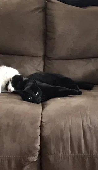 Lost cat in Syracuse, NY, 13207