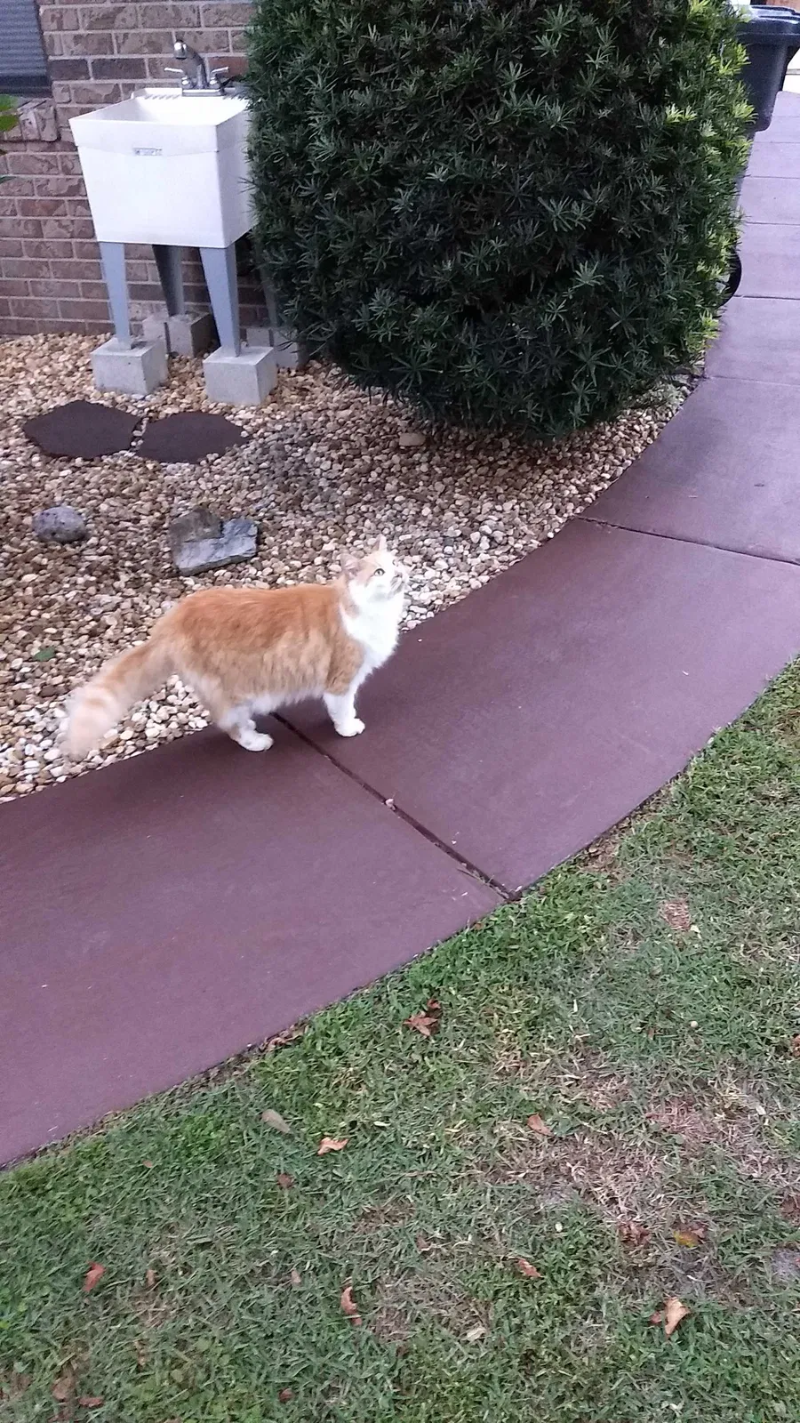 Lost cat in Unknown, FL, 33089