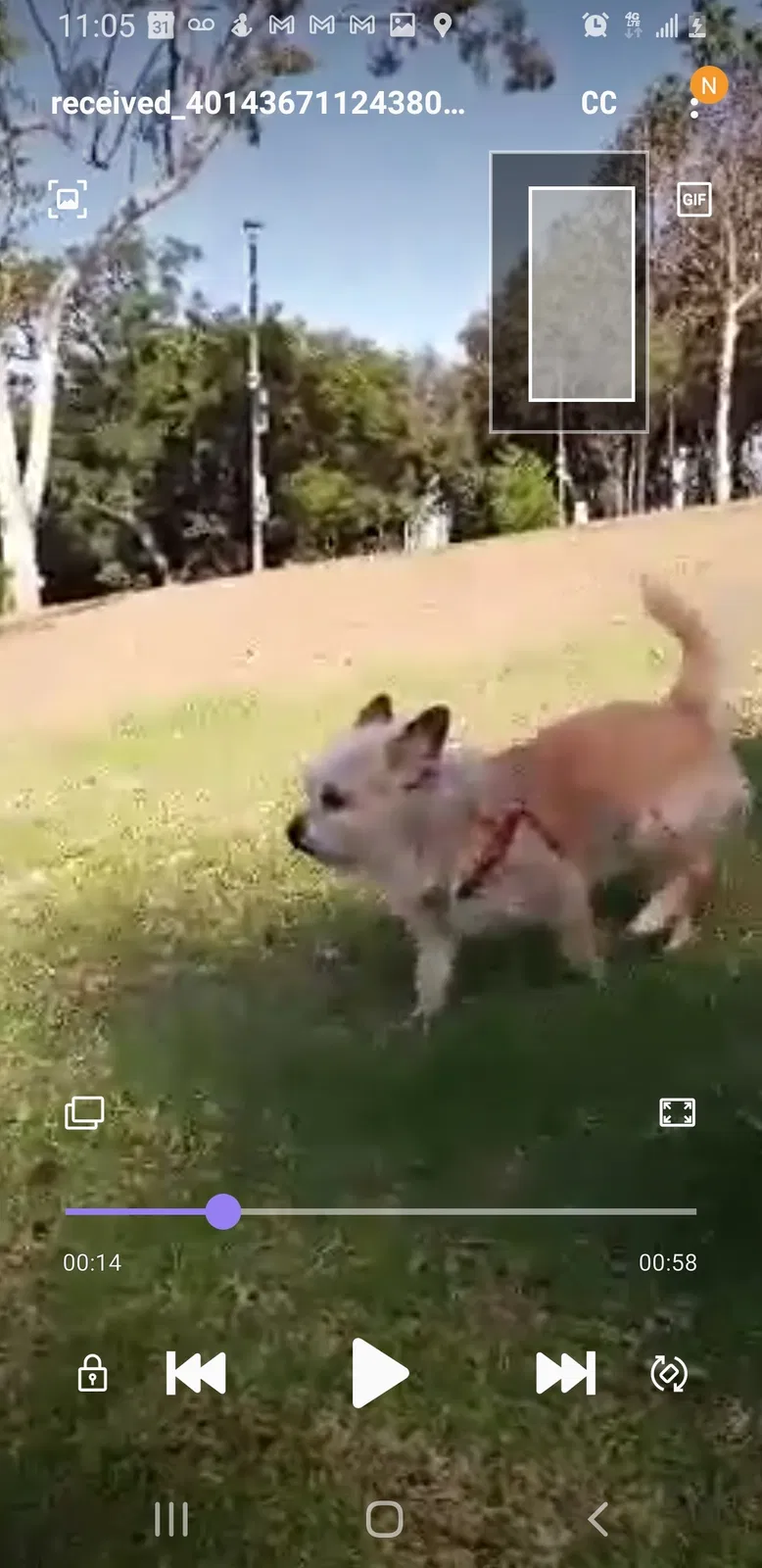 Lost dog in Los Angeles, CA, 90033