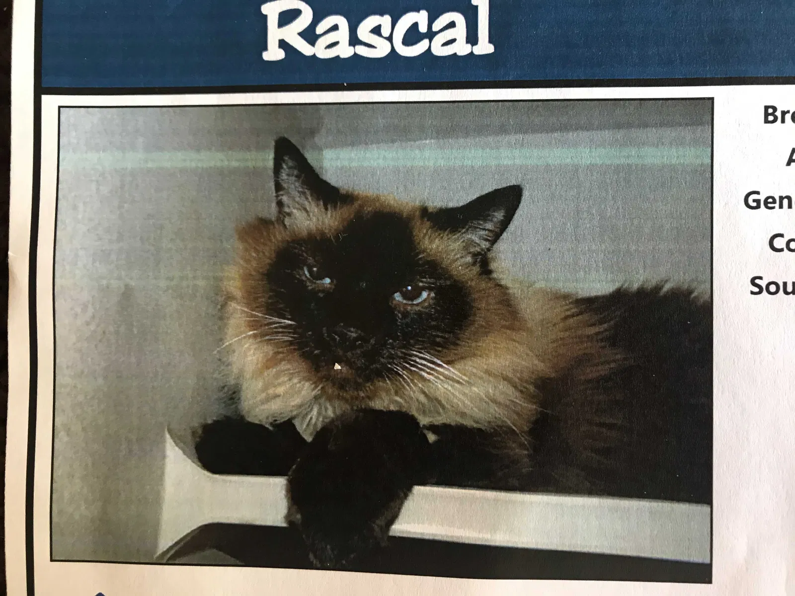 Lost cat in Denver, CO, 80237