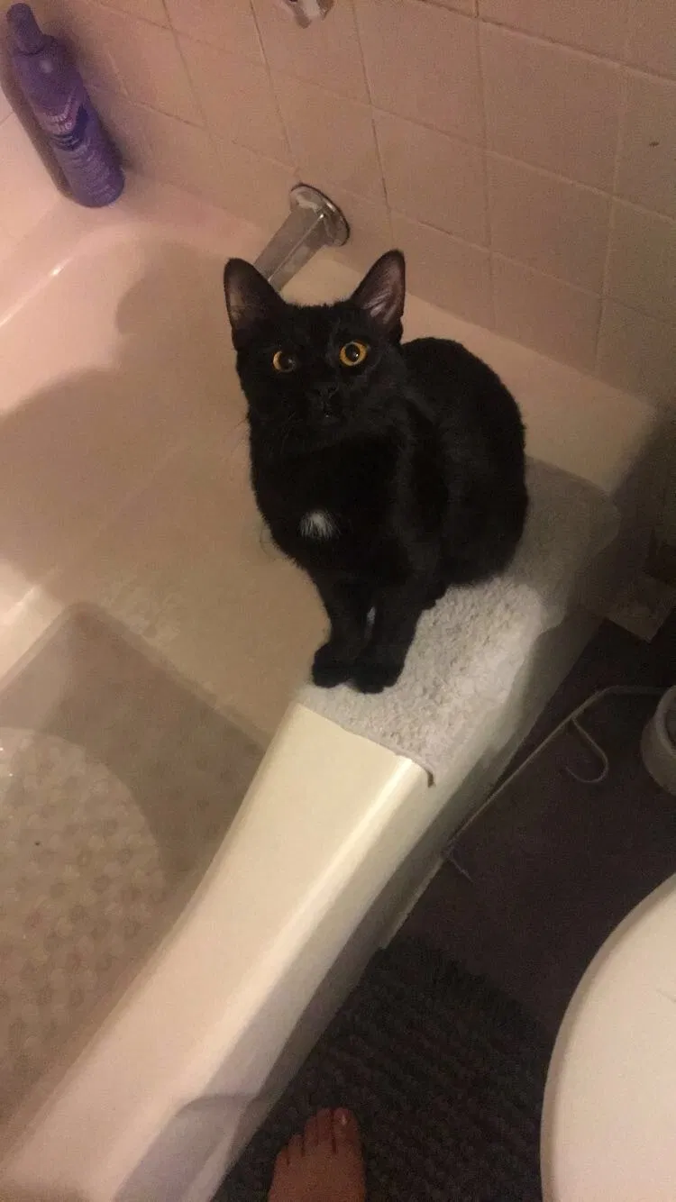 Lost cat in Cincinnati, OH, 45217