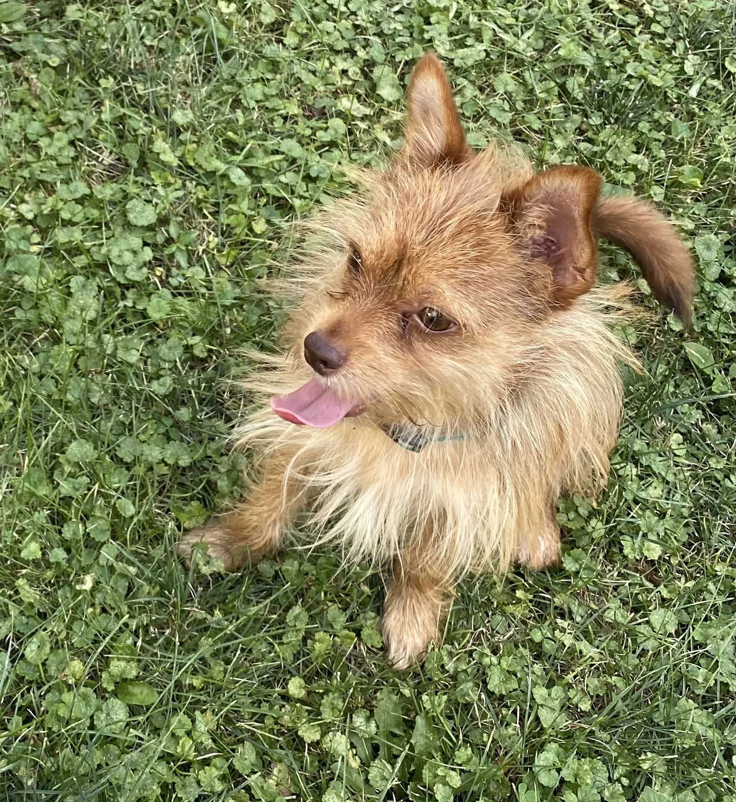Lost dog in Waterloo, IA, 50702