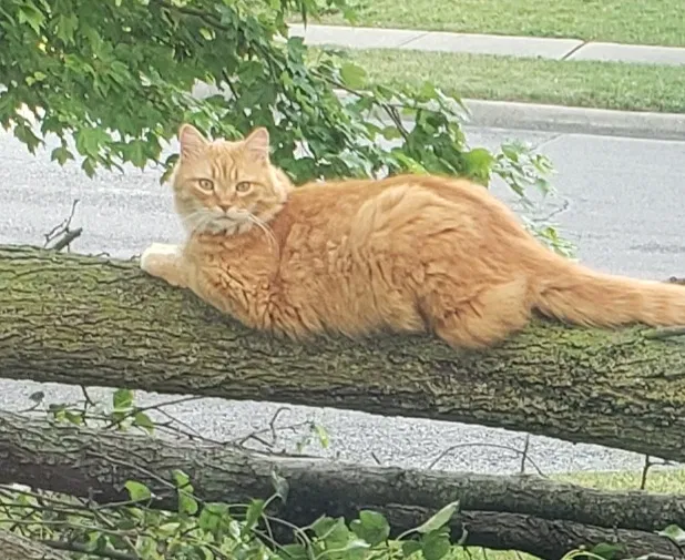 Lost cat in Columbus, OH, 43207
