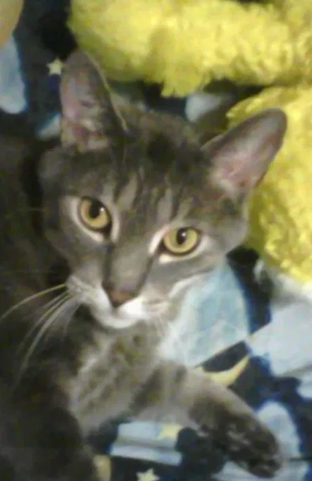 Lost cat in Grove City, OH, 43123