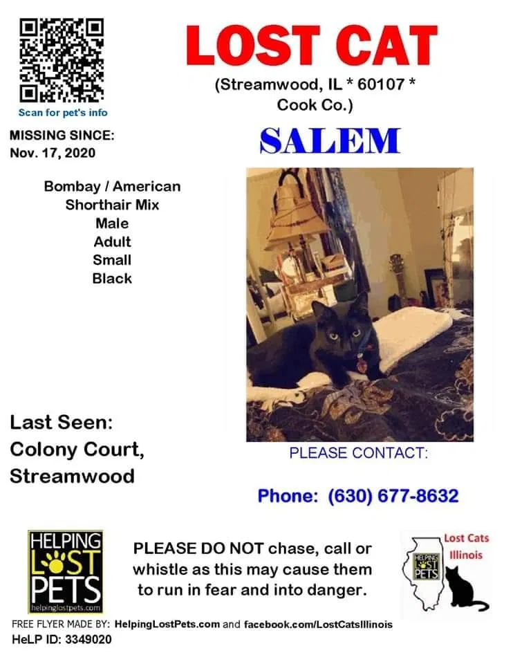 Lost cat in Streamwood, IL, 60107