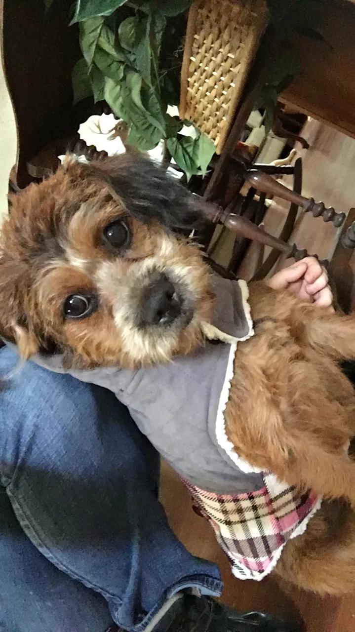 Lost dog in Roxboro, NC, 27574