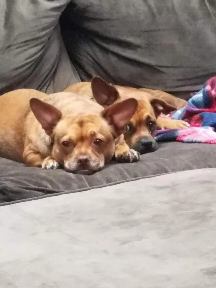 Lost dog in Ocala, FL, 34472