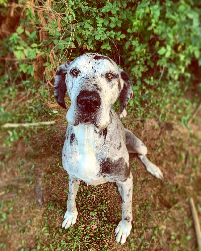 Lost dog in Marshall, MI, 49068