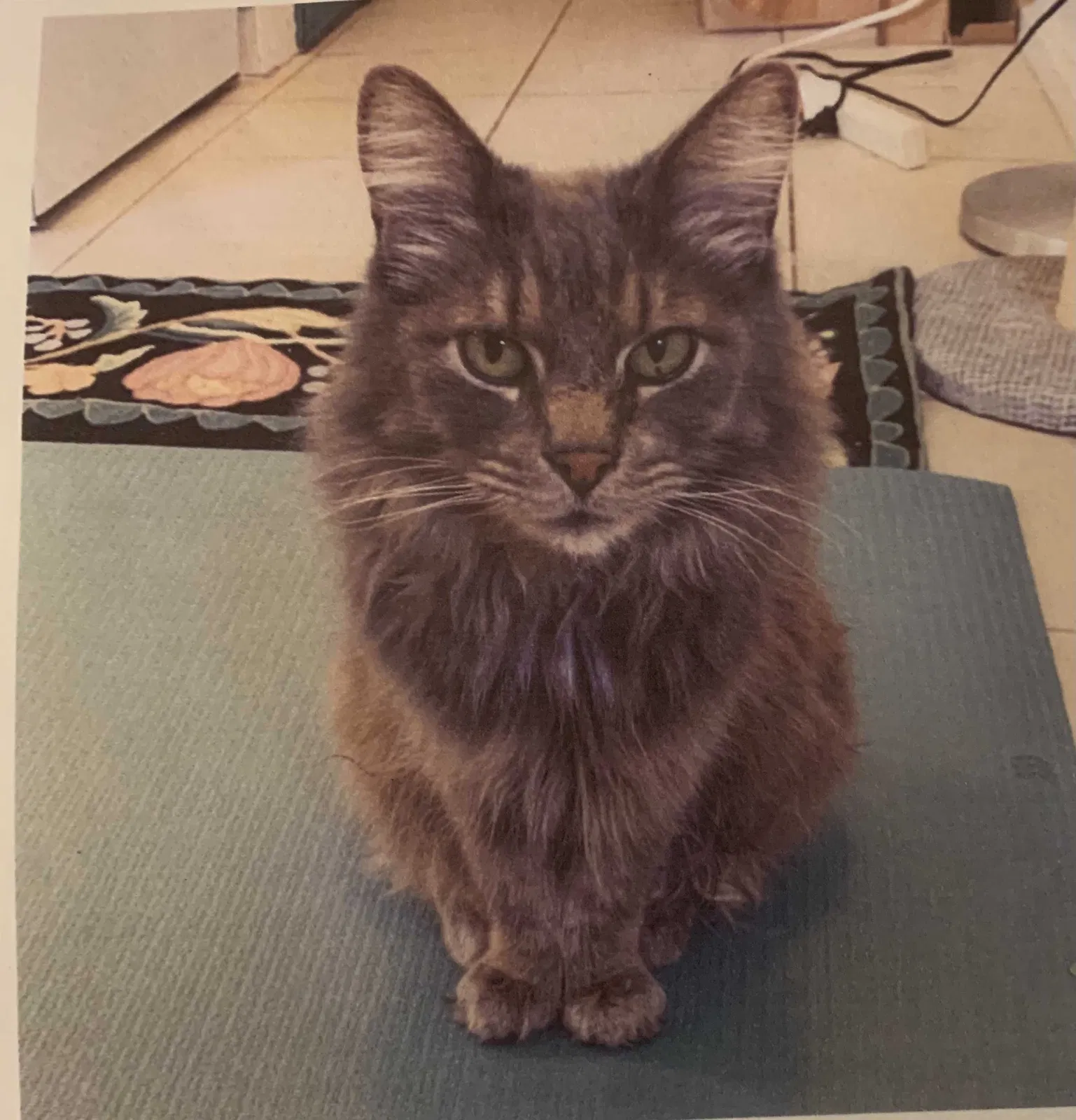Lost cat in Oakland, CA, 94602