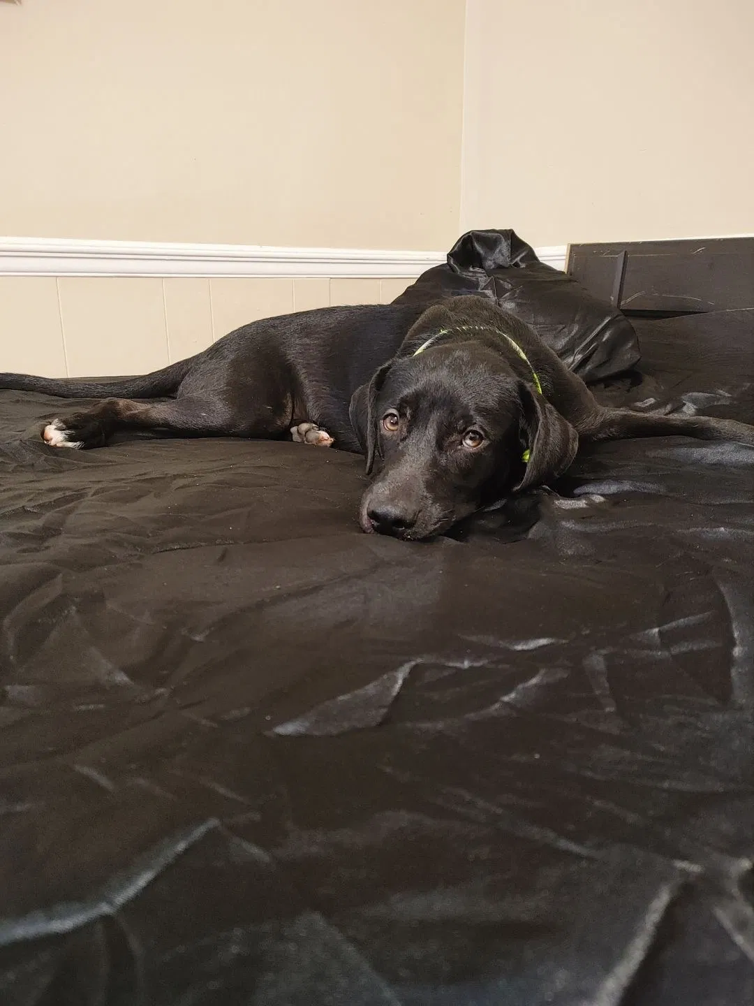Lost dog in Jacksonville, NC, 28546