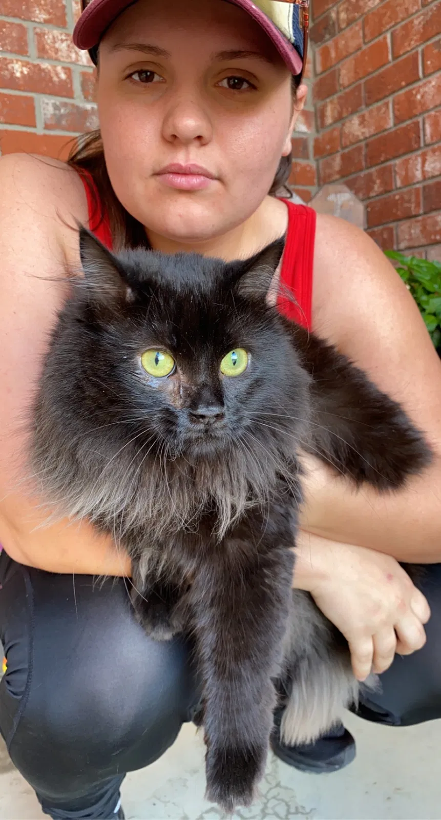 Lost cat in Owensboro, KY, 42303