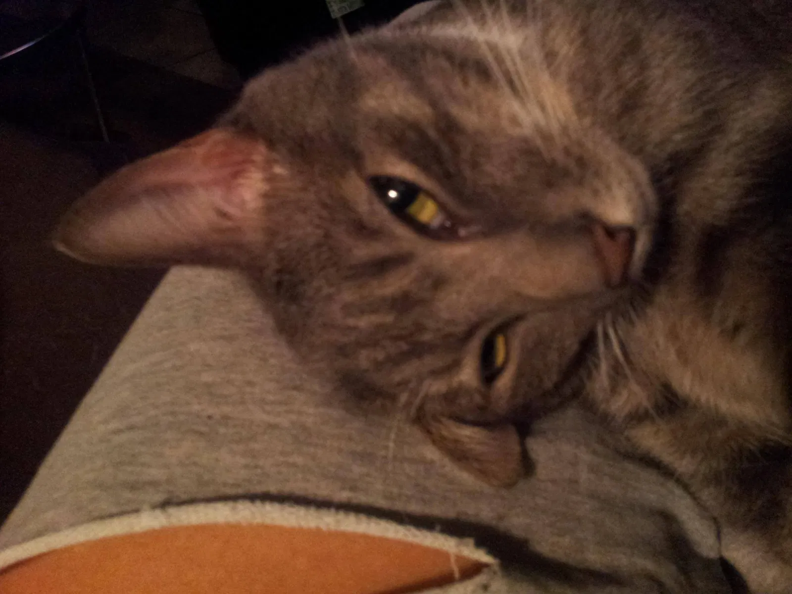 Lost cat in New Ringgold, PA, 17960