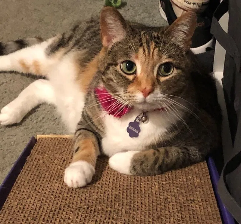 Lost cat in Virginia Beach, VA, 23455