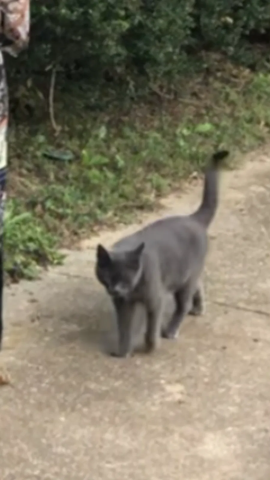 Lost cat in Taylors, SC, 29687
