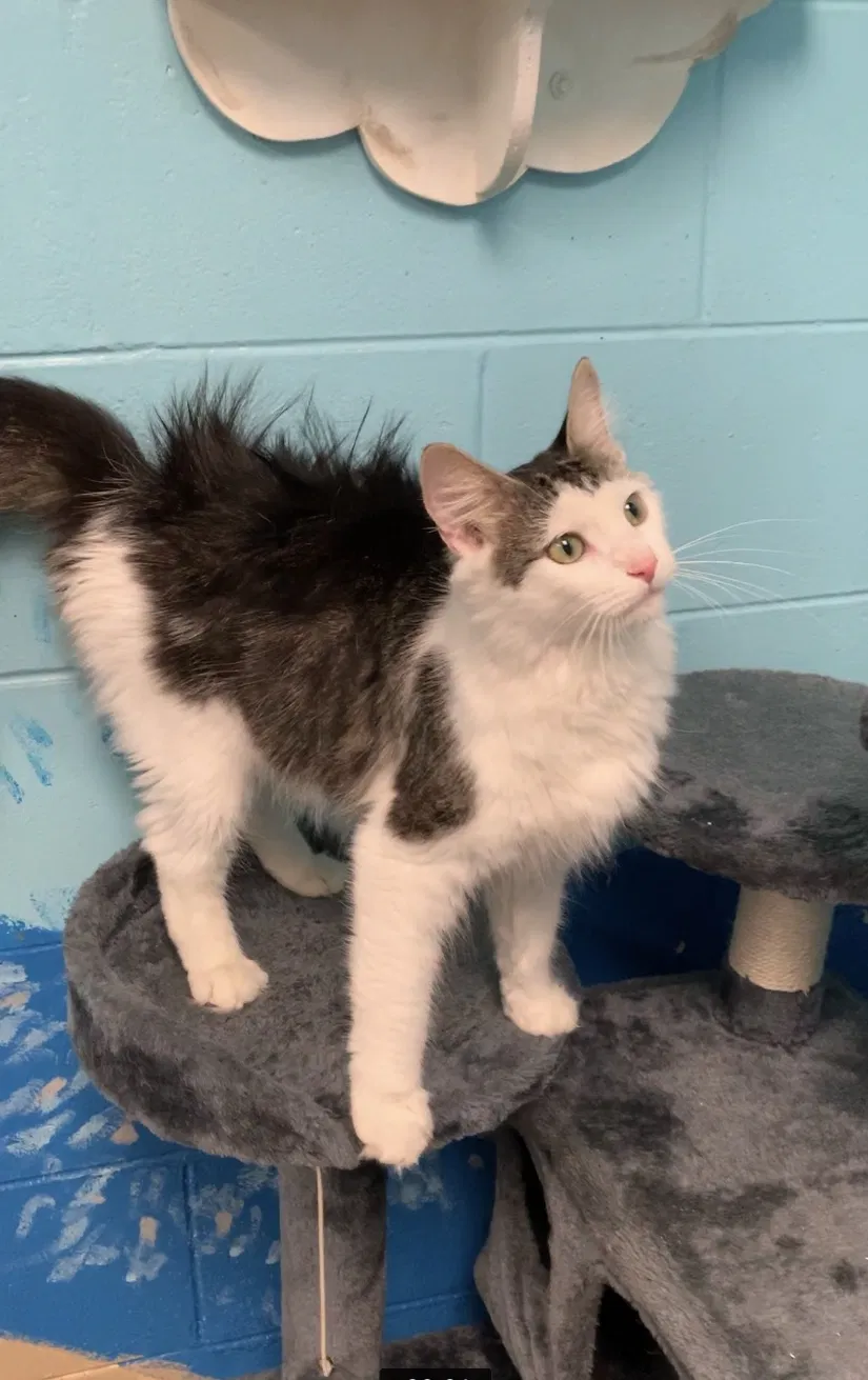 Lost cat in Melbourne, FL, 32934