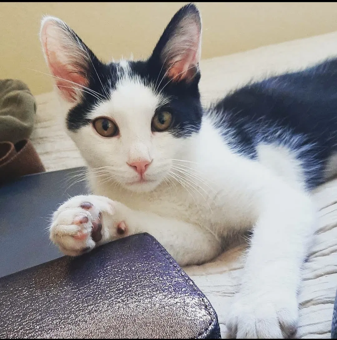 Lost cat in San Diego, CA, 92110