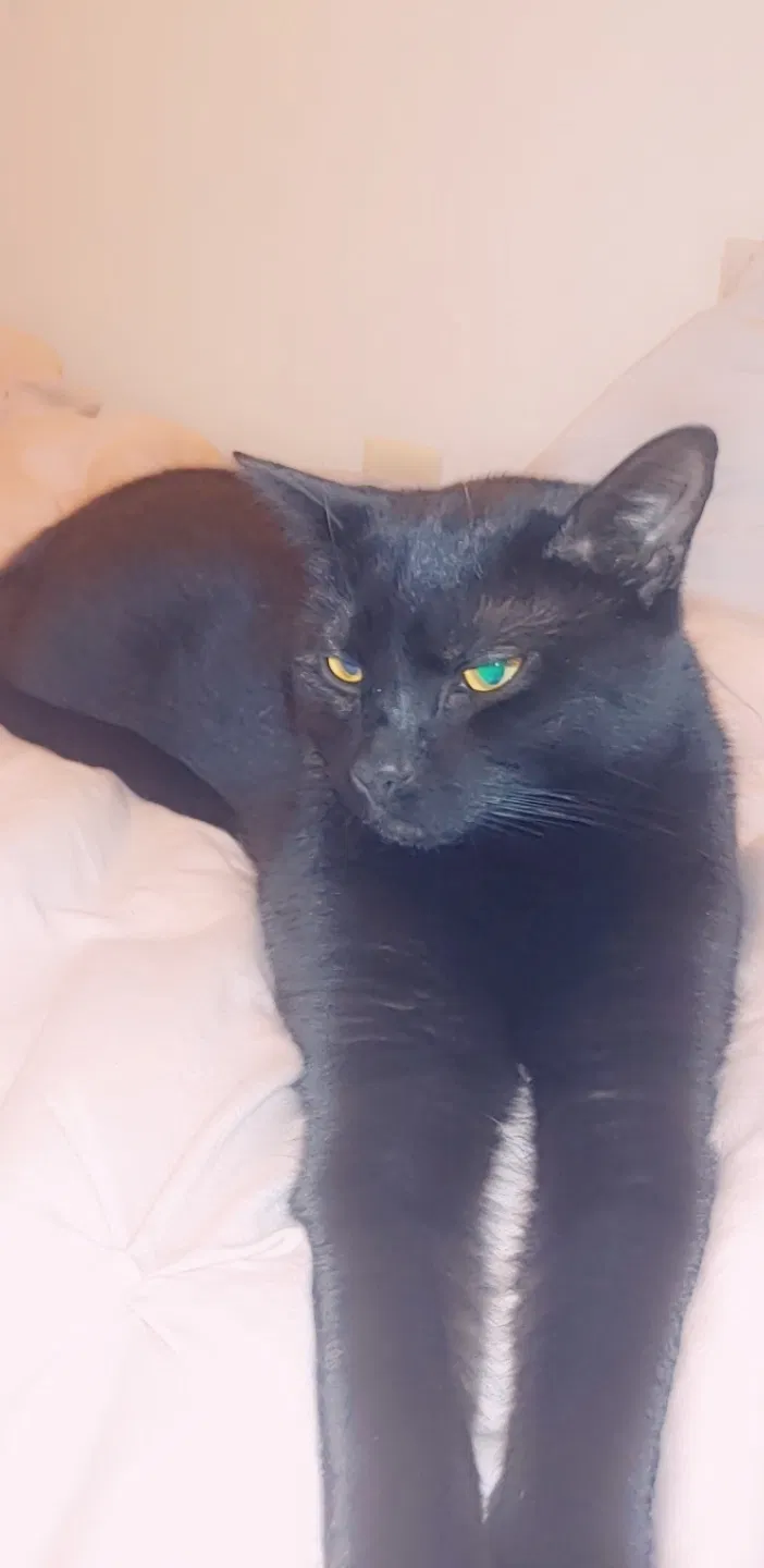 Lost cat in Waynesboro, PA, 17268