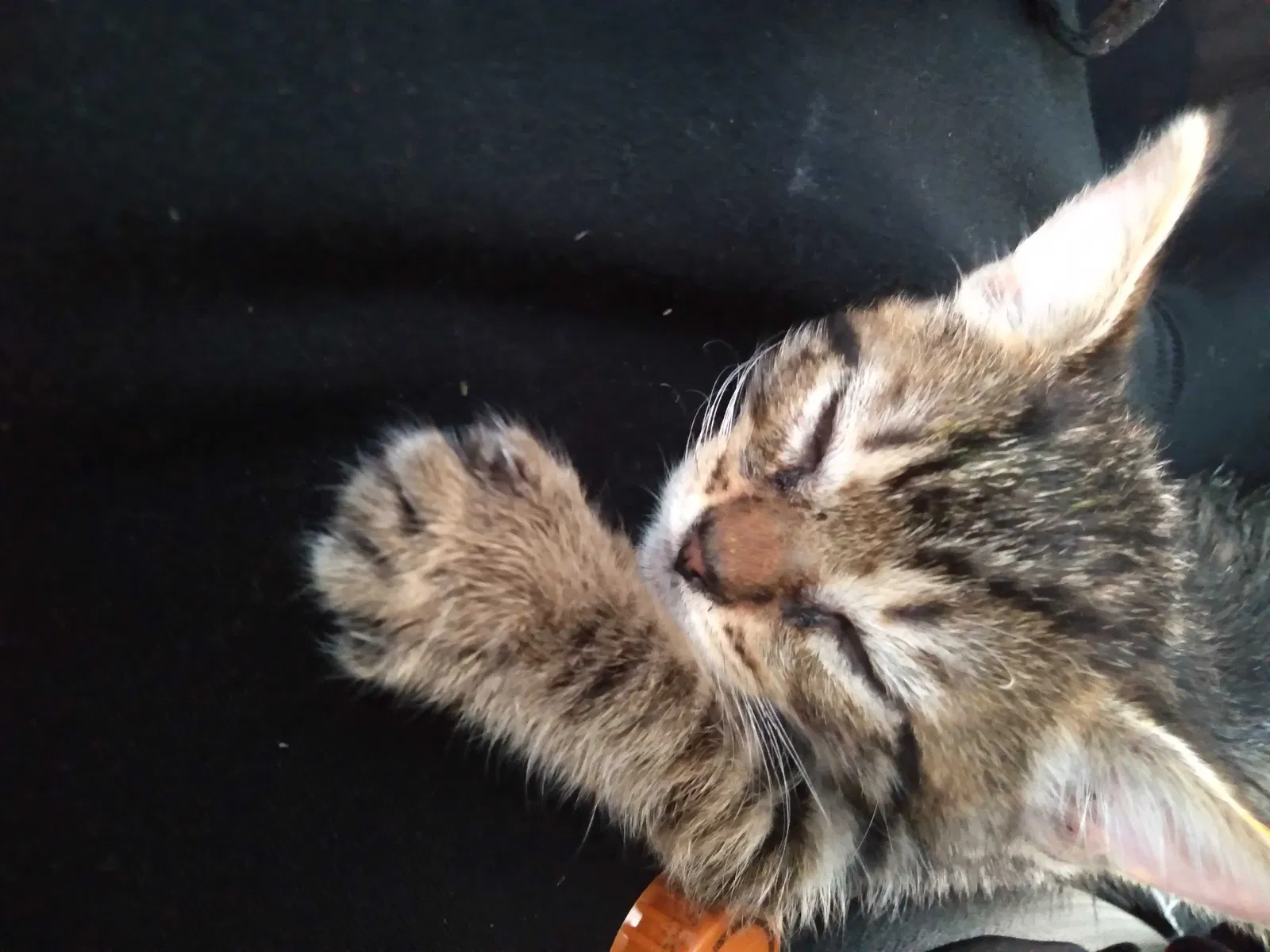 Lost cat in Oakland, CA, 94607