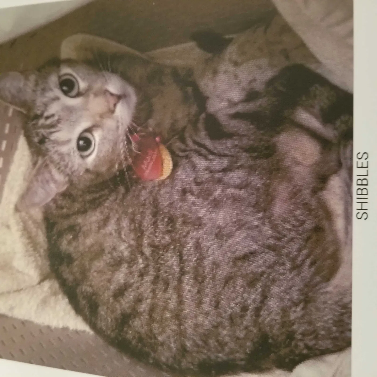 Lost cat in Henderson, NV, 89052