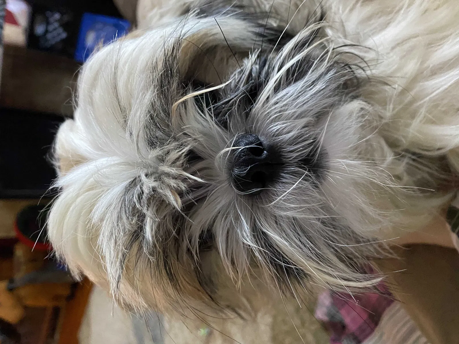 Lost dog in Massillon, OH, 44646