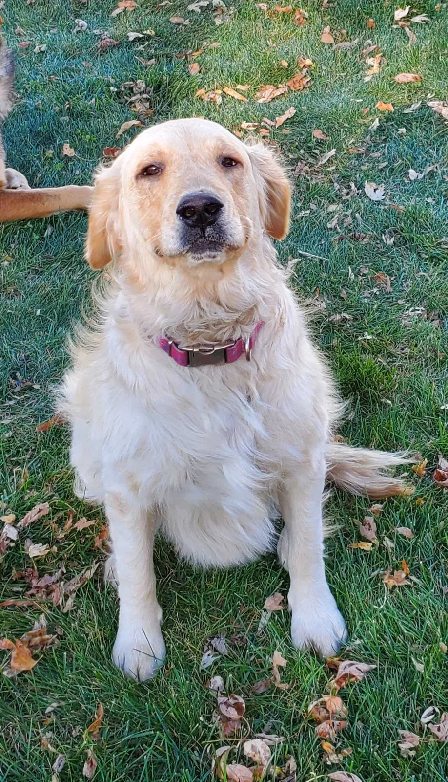 Lost dog in Blooming Prairie, MN, 55917