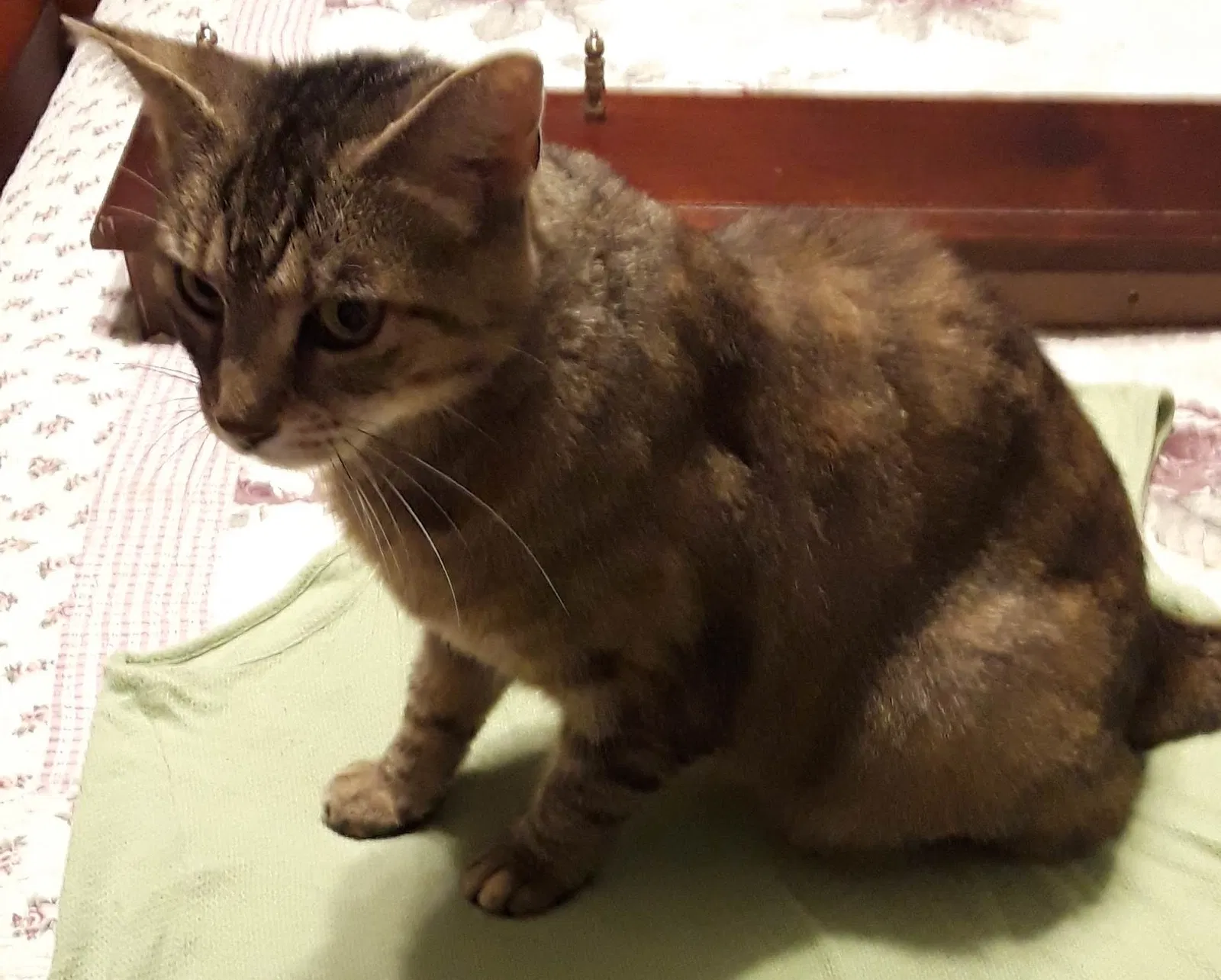Lost cat in Adairsville, GA, 30103
