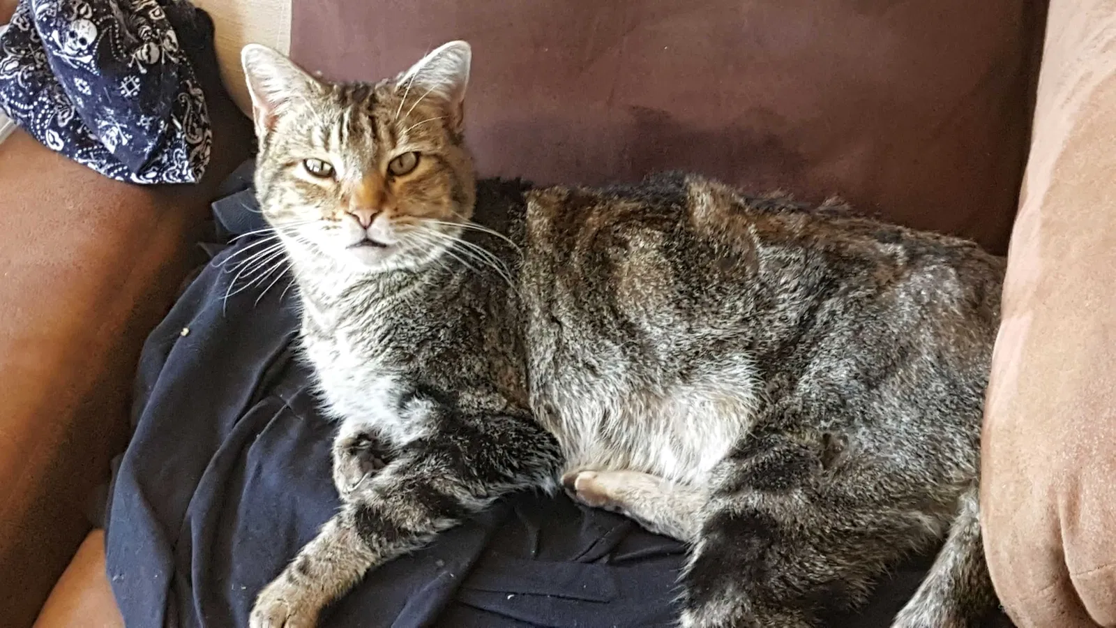 Lost cat in Rancho Santa Fe, CA, 92091