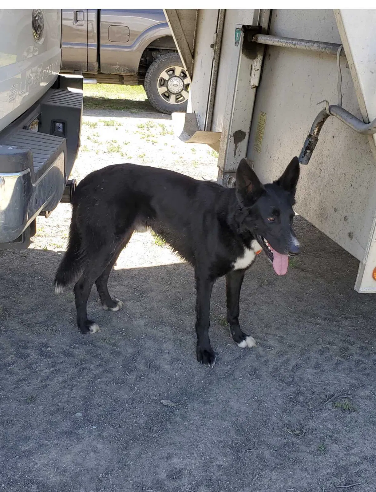 Lost dog in Cottonwood, CA, 96022